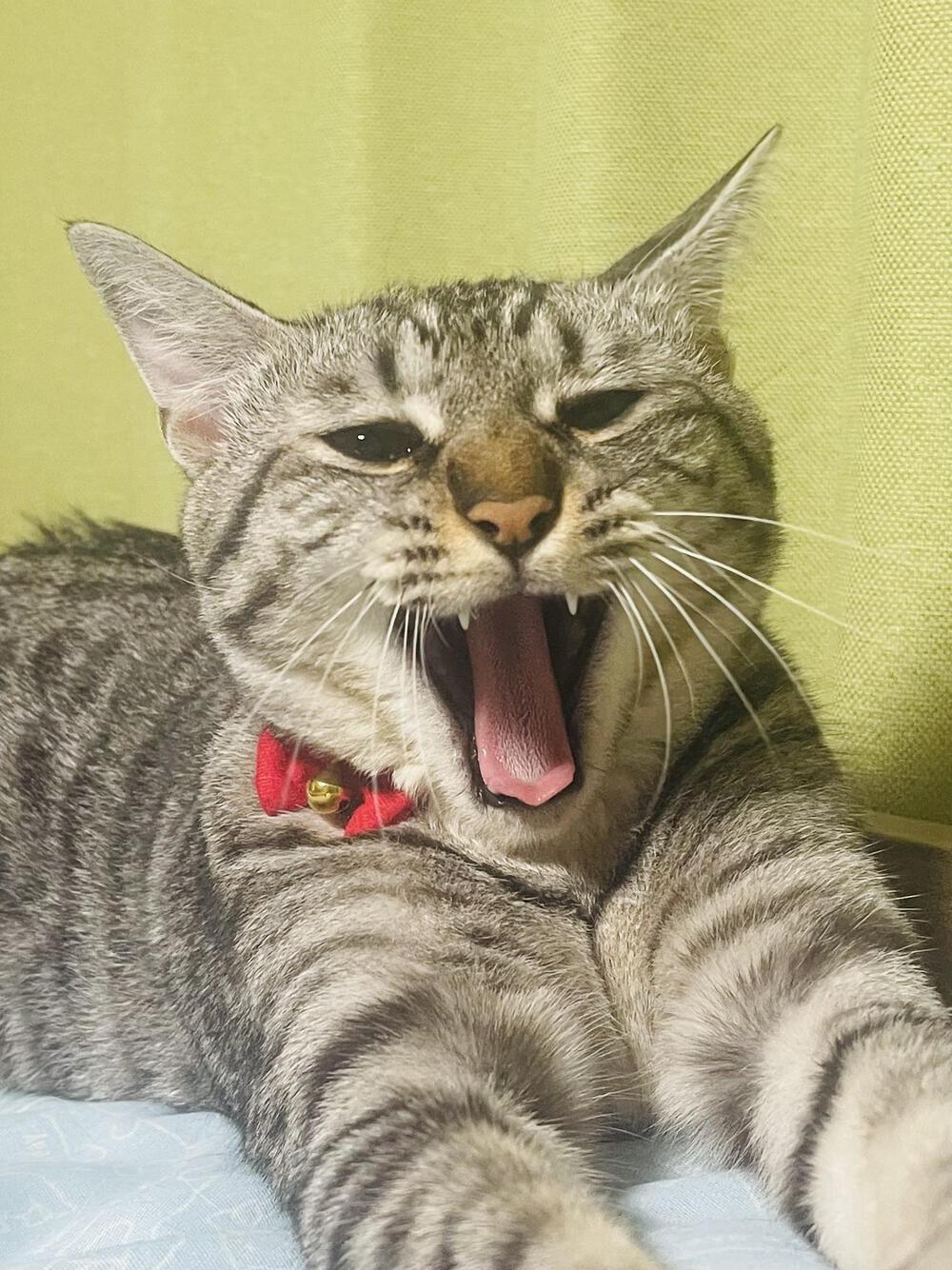 トラちゃん
