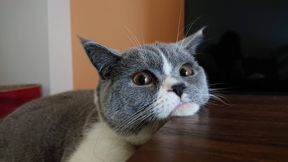 トシ