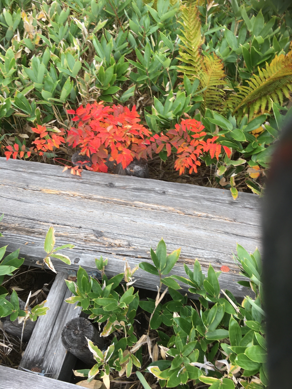 ミミちゃんランナー