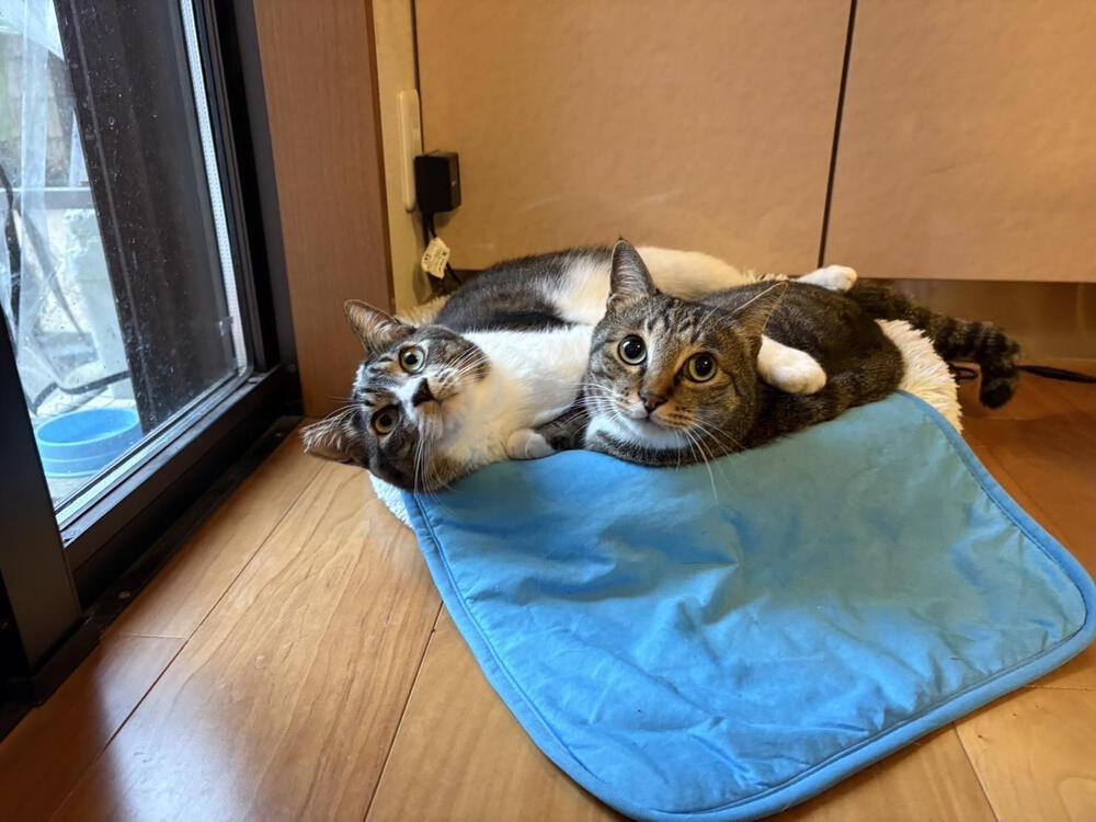 輝く我が名ぞ猫