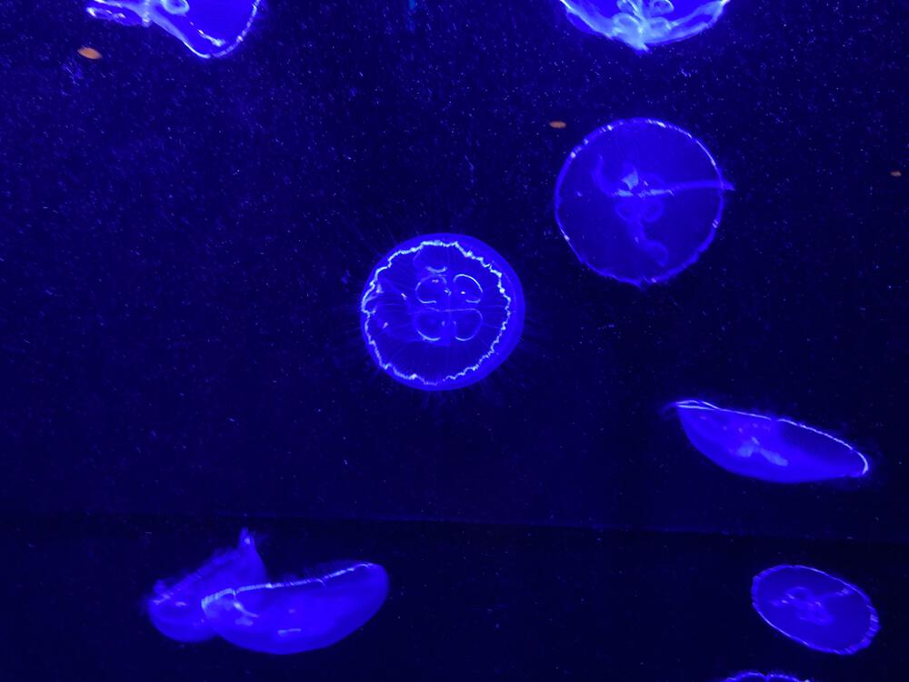 ナカムラトシヒロ