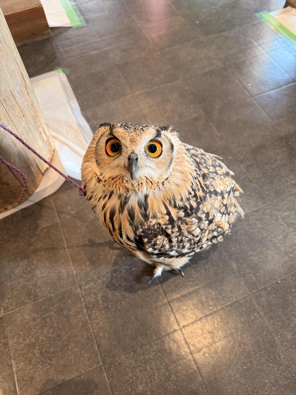 下半身タイガース