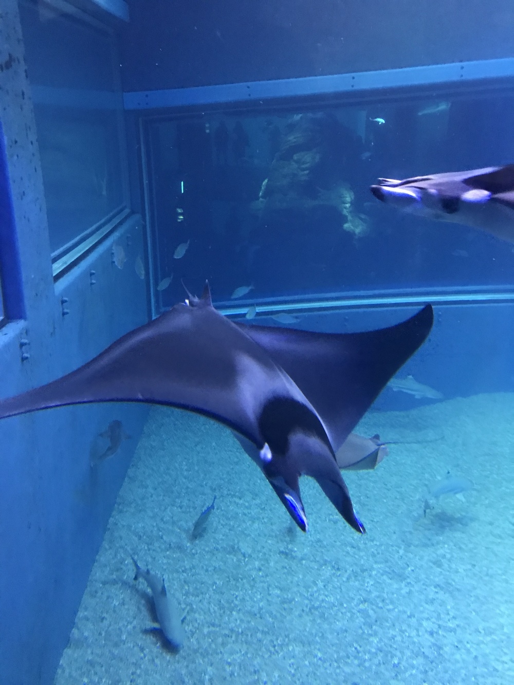 わたなべのつな