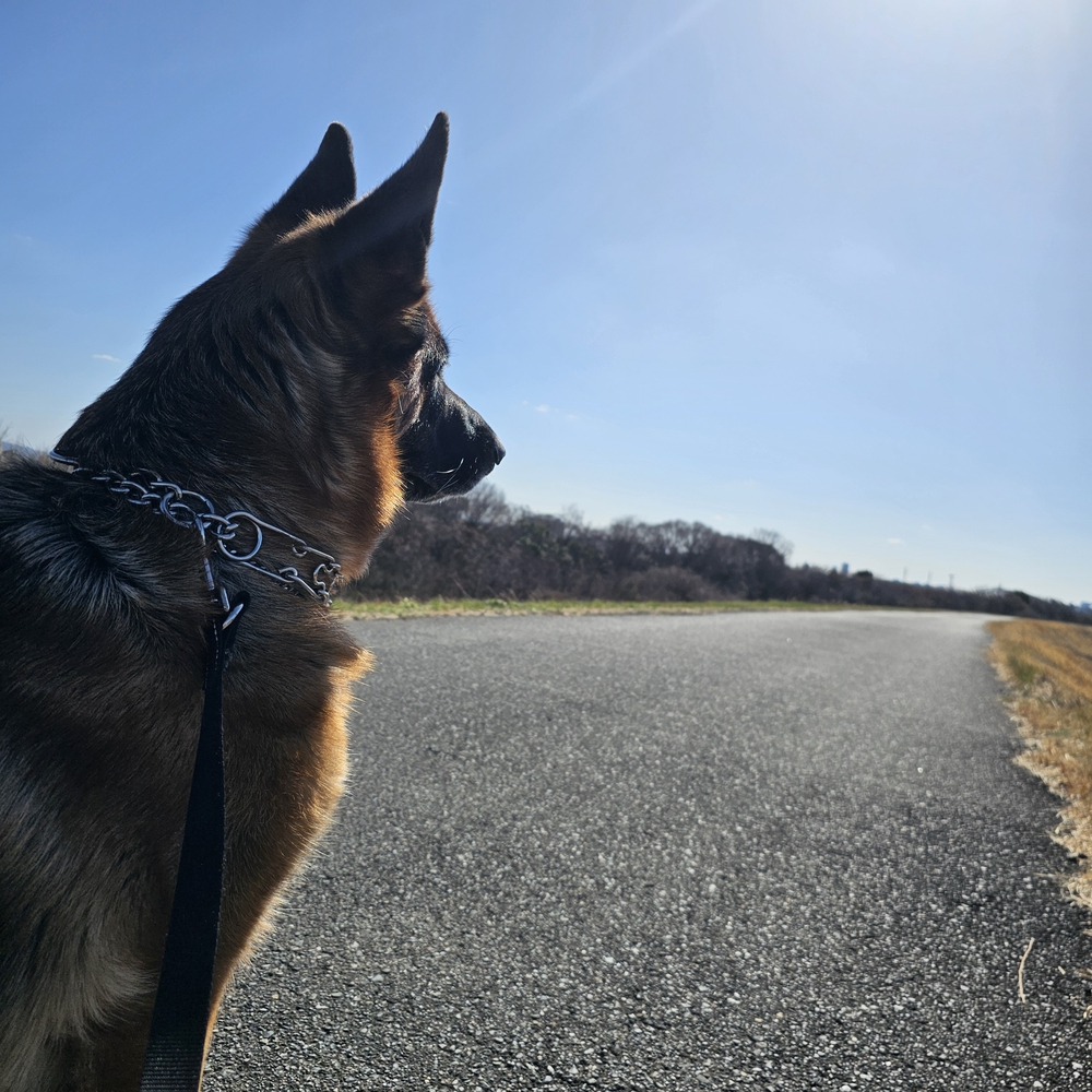 ガンバレソーヤ