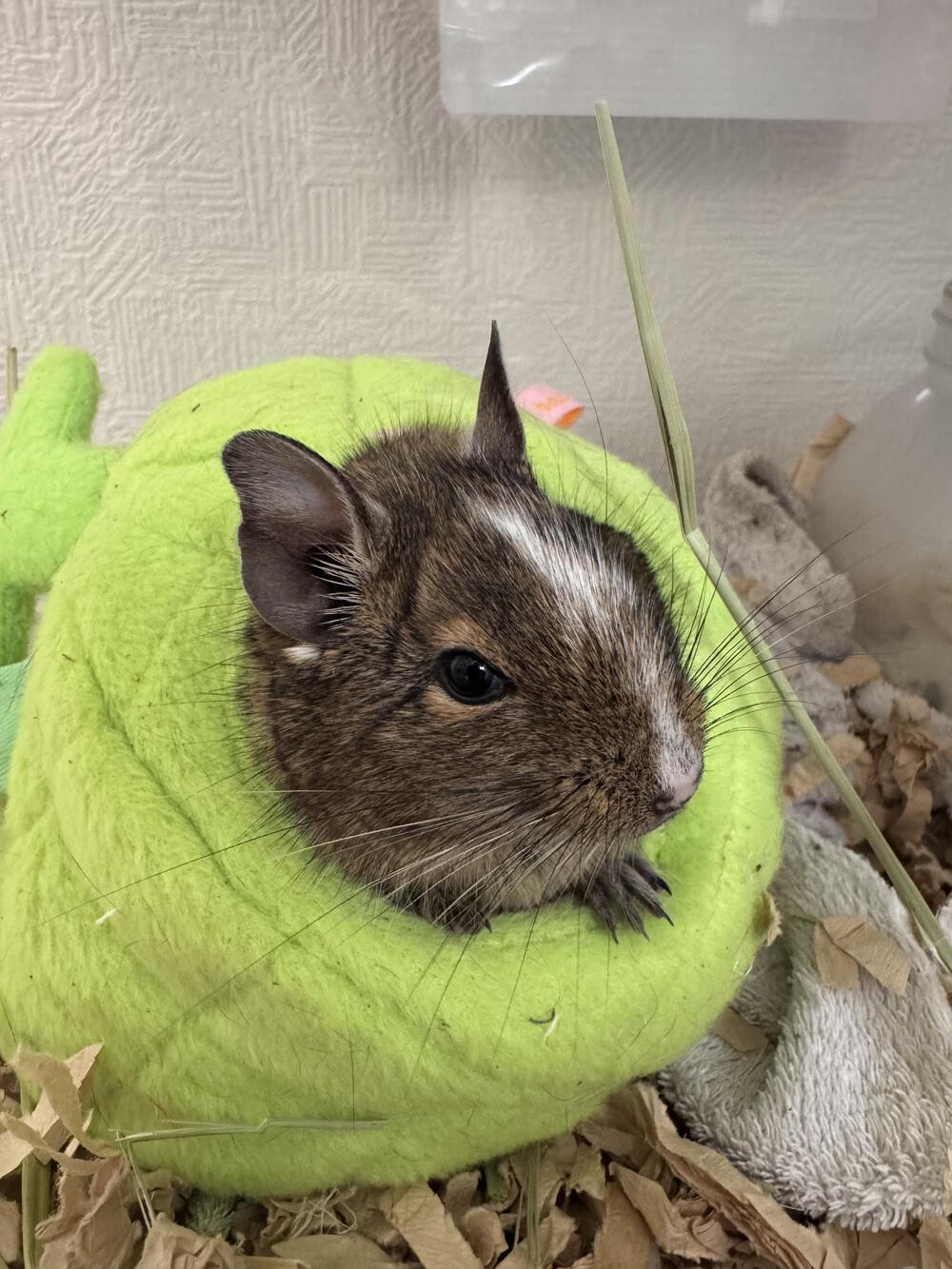 YNC
