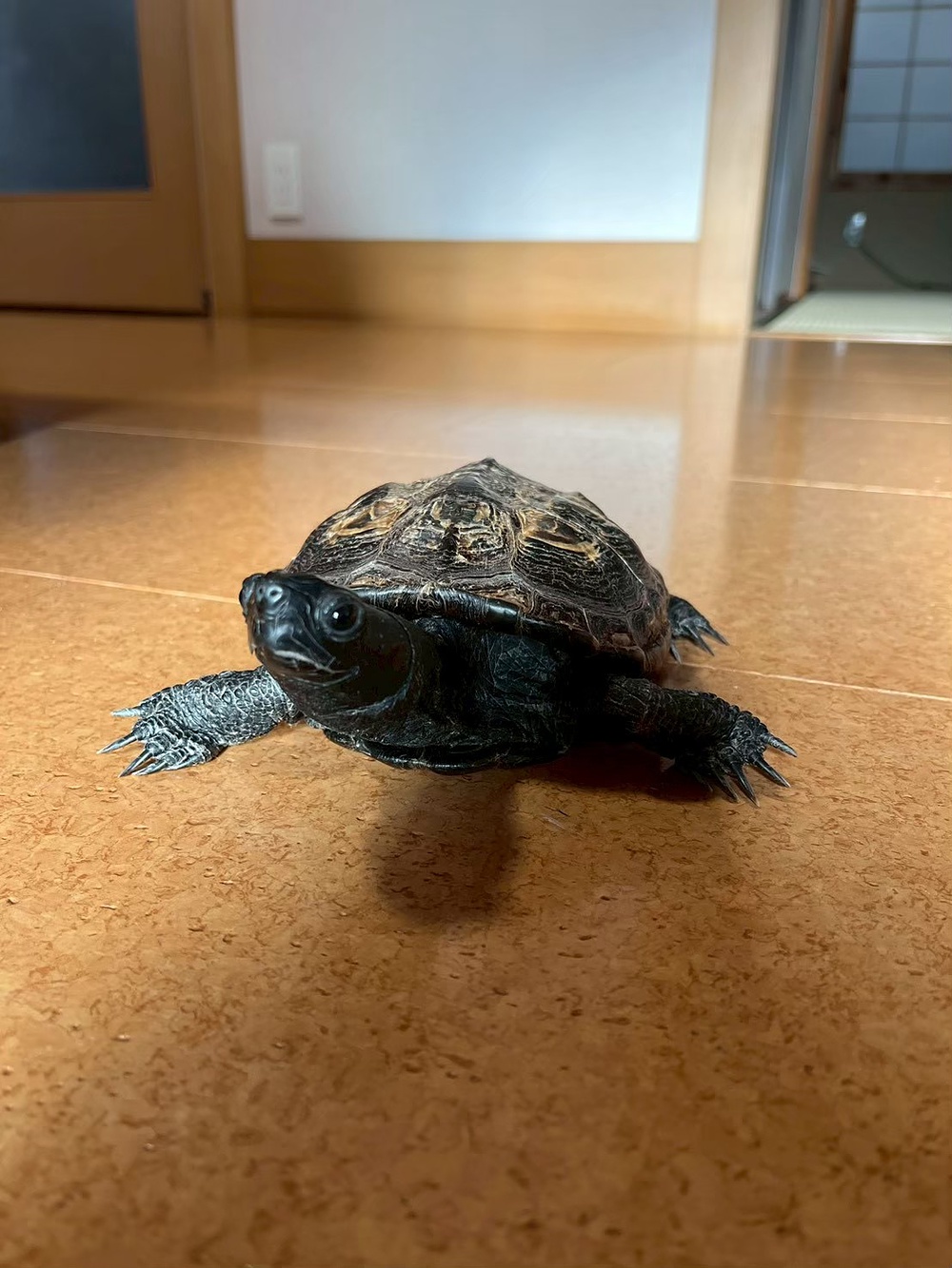 もっちー🐢