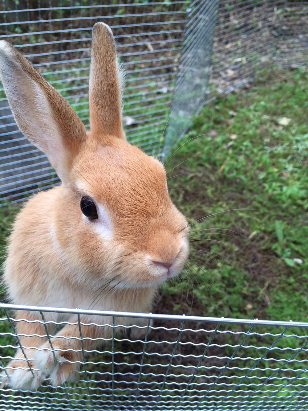 えのもと