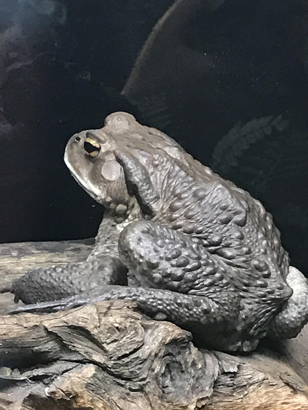 ひきがえる子