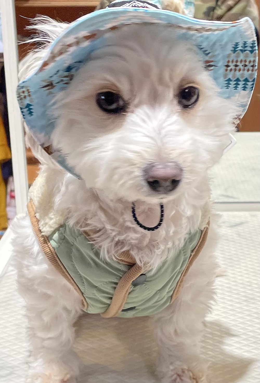 よっしー
