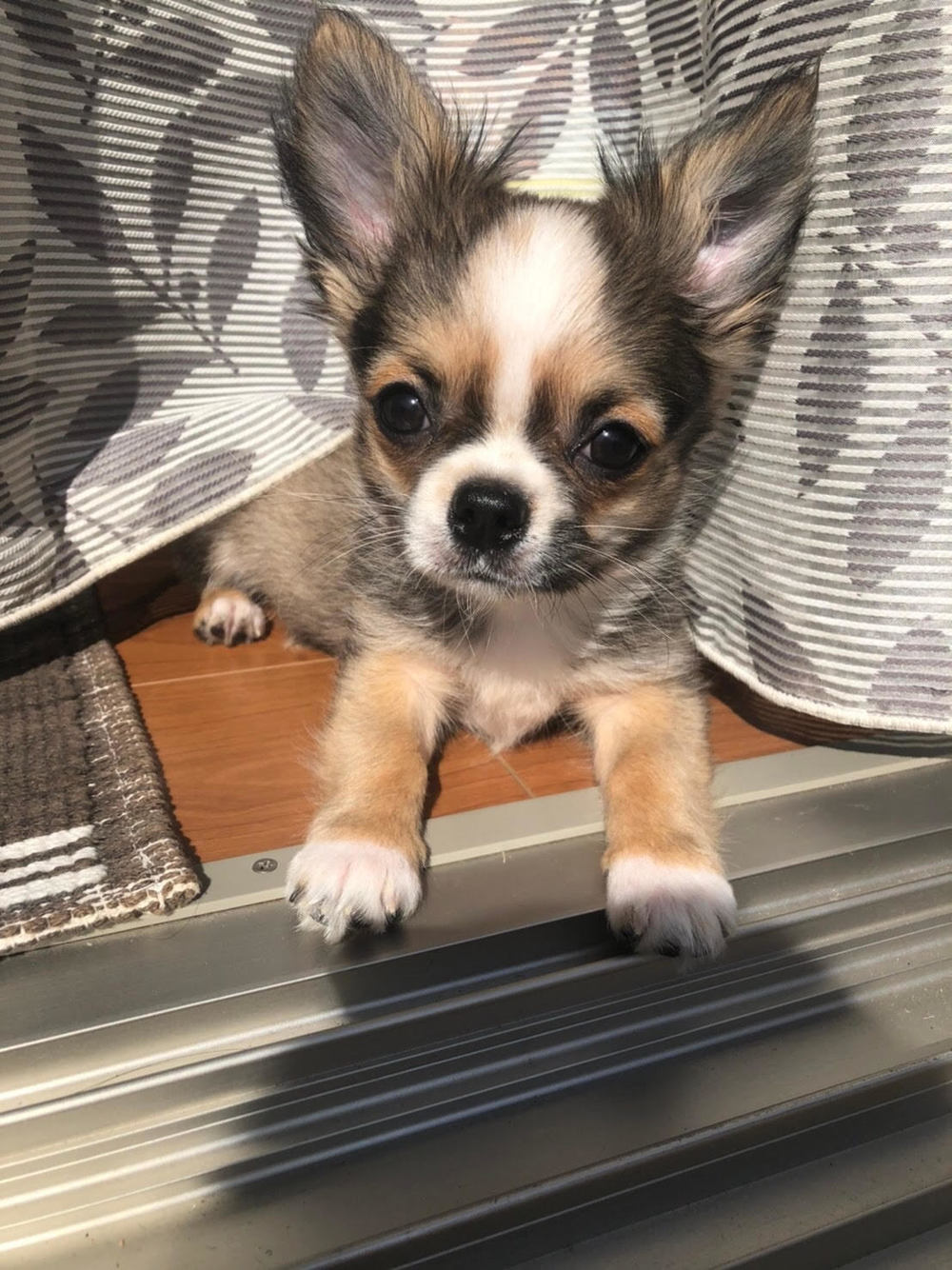 やまぞうの家族